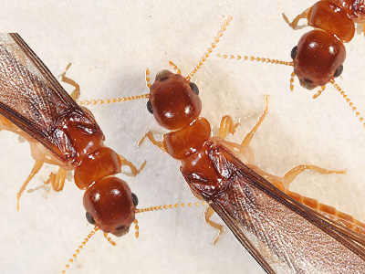 白蚁吃什么，除了吃木头还吃什么？