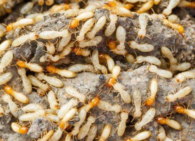 黄胸散白蚁的主要分布在中国哪些地方?